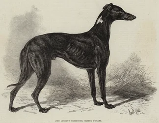 Greyhound de Lord Lurgan, Mestre M&39;Grath